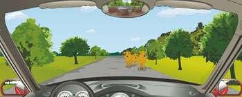 駕駛機動車在這樣的路段要注意觀察，隨時避讓橫過道路的動物。